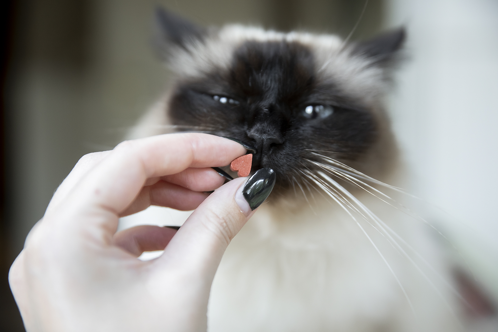 kivo_dec_5_insta-1-150x150-1