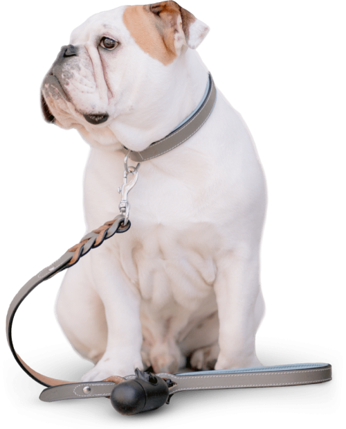 Dogstar Rendier trainers